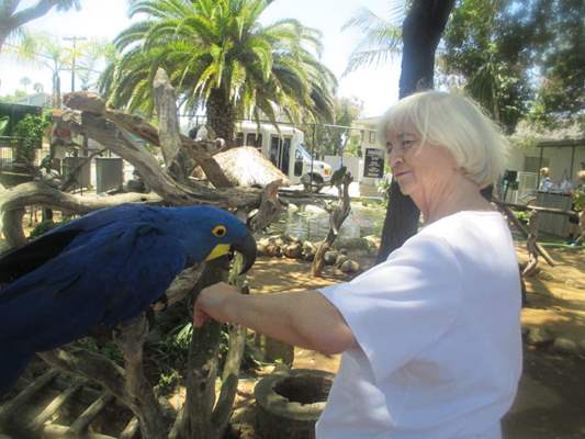 Resident with Tropical Blue Bird Bird Sanctuary