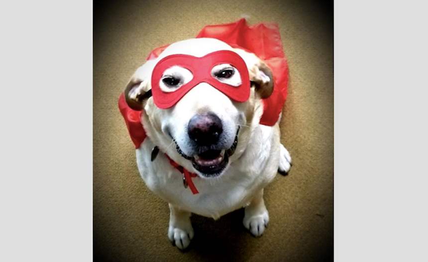 Dog superhero