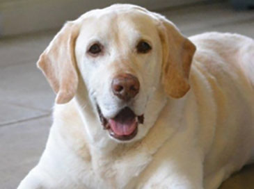 Magnus - yellow lab mix